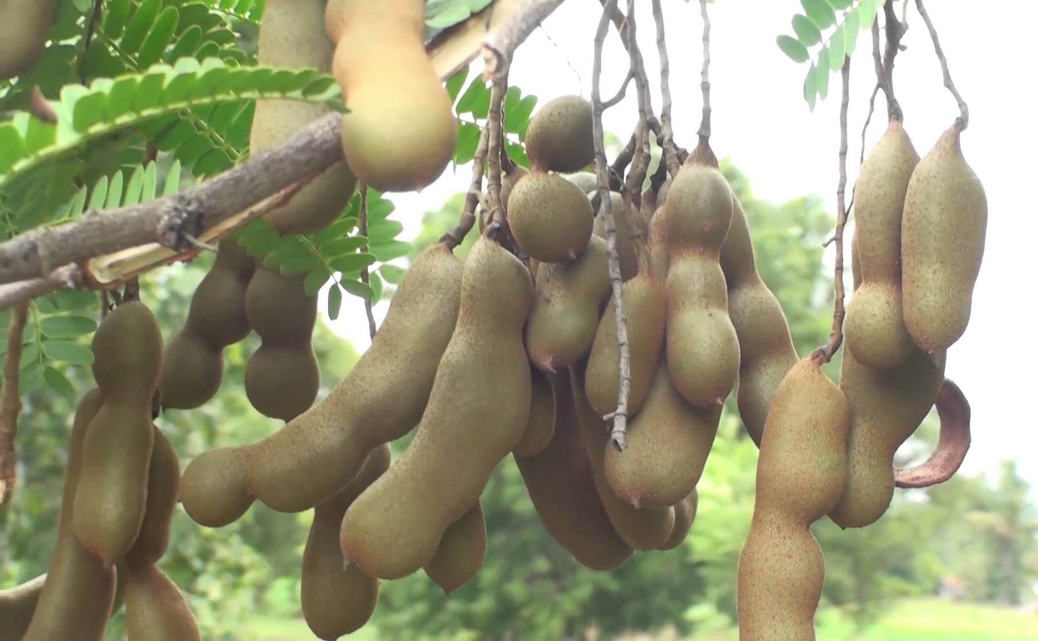 tamarind seed powder export