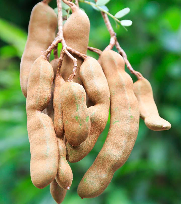tamarind Export